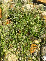 Lilaeopsis occidentalis