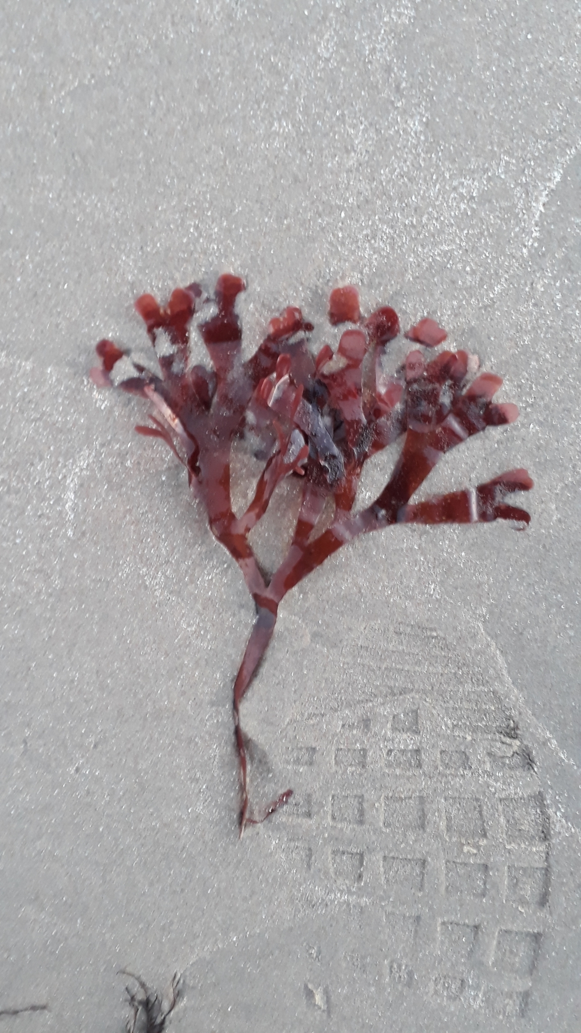 Rhodymenia corallina