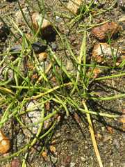 Lilaeopsis occidentalis