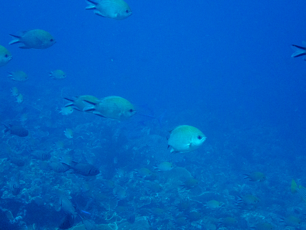 Philippines Chromis