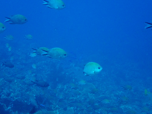 Philippines chromis (Chromis scotochiloptera) — Pomacentridae — 4