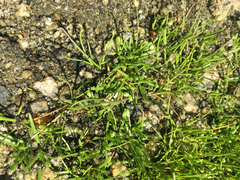 Lilaeopsis occidentalis