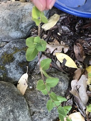 Lonicera hispidula