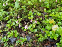 Linnaea borealis longiflora
