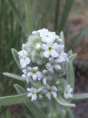 Oreocarya setosissima