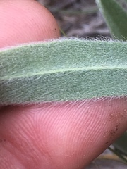 Oreocarya setosissima