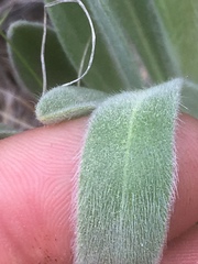 Oreocarya setosissima