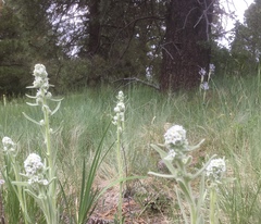 Oreocarya setosissima
