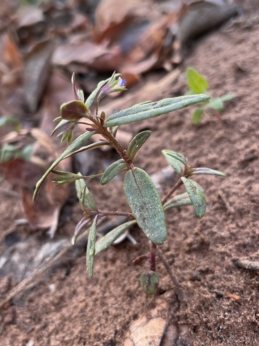 iNaturalist observation 2024-03-27