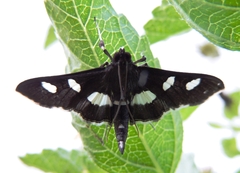 Desmia funeralis