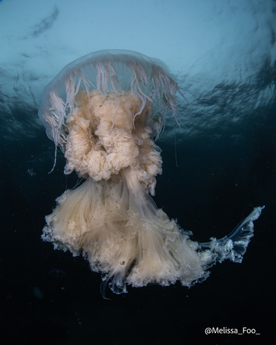 Egg-yolk Jelly, Queen Charlotte Strait, Mount Waddington, BC, CA, photo 9 of 10