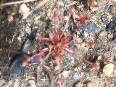 Claytonia rubra