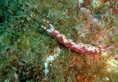 Hypselodoris maculosa