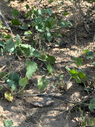 Image of Abutilon parvulum by (c) CK2AZ, some rights reserved (CC BY)