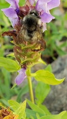 Bombus flavifrons
