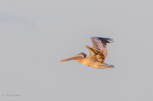 Eastern Brown Pelican photographed in Alabama