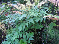 Actaea erythrocarpa