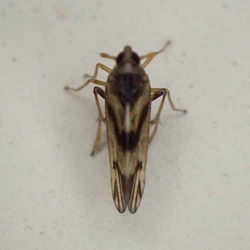 Megamelus iphigeniae, 2024-09-20