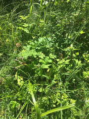 Angelica lucida