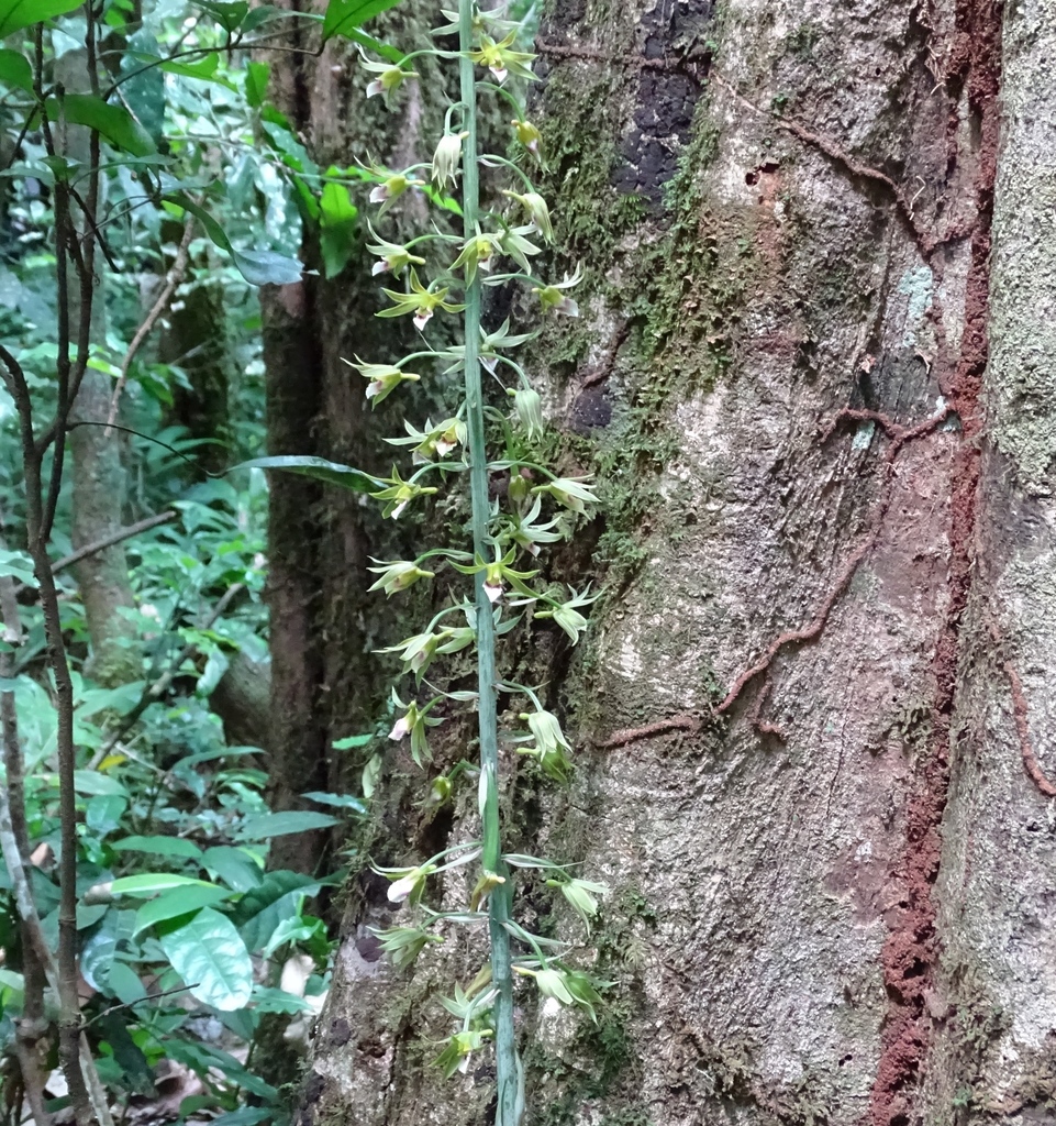 Eulophia euglossa