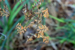 Acrotriche divaricata