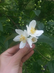 Philadelphus coronarius