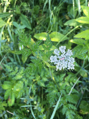 Conioselinum