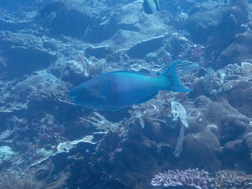Redlip Parrotfish (Scarus rubroviolaceus)
