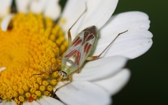 Calocoris roseomaculatus roseomaculatus