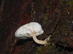 Clitocybe semiocculta