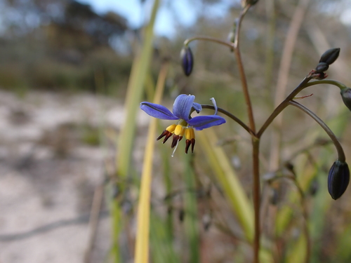 Image of Dianella brevicaulis by (c) Nina Kerr, some rights reserved (CC BY)