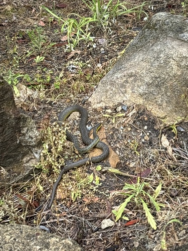 Common Tree Snake sighting