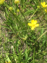 Ranunculus alismifolius