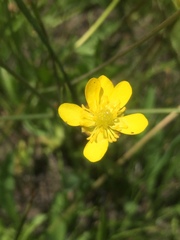 Ranunculus alismifolius