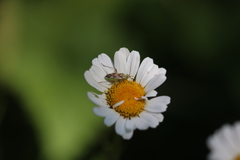 Calocoris roseomaculatus roseomaculatus
