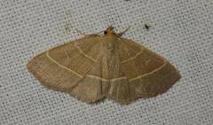 Trisateles emortualis