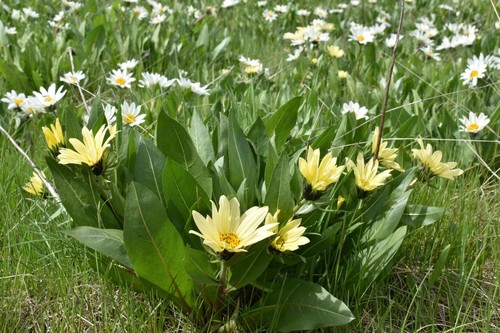 Image of Wyethia helianthoides by (c) Gail A Baker, some rights reserved (CC BY)