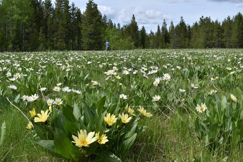 Image of Wyethia helianthoides by (c) Gail A Baker, some rights reserved (CC BY)