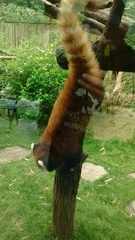 Ailurus fulgens