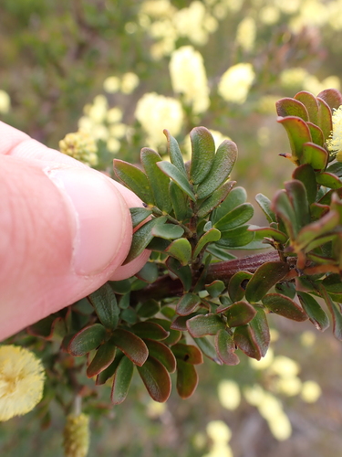 Image of Acacia drummondii by (c) Nina Kerr, some rights reserved (CC BY)