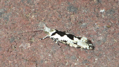 Ypsolopha sequella