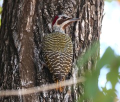 Campethera bennettii bennettii