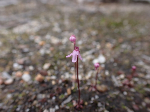 Image of Utricularia tenella by (c) Nina Kerr, some rights reserved (CC BY)