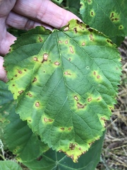 Cercospora moricola