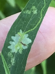 Calycomyza promissa
