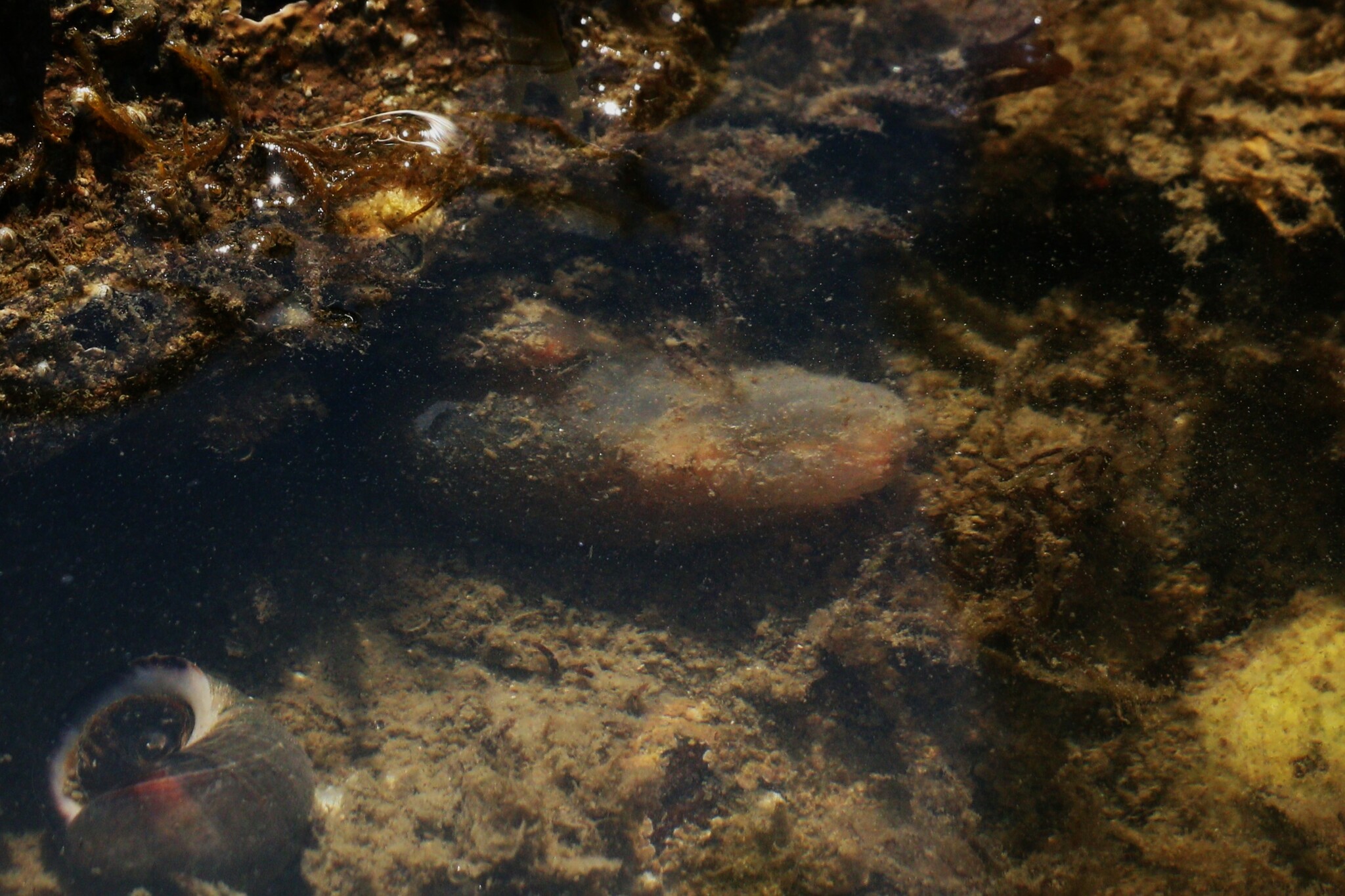 Ascidiella aspersa (Müller, 1776)
