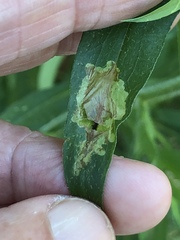 Calycomyza promissa