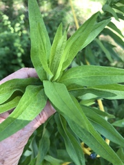 Calycomyza promissa