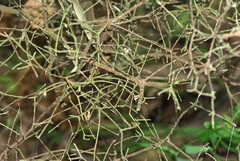 Acrotriche divaricata