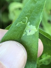 Calycomyza promissa